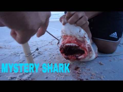 Mystery shark – Florida SURF fishing video thumbnail