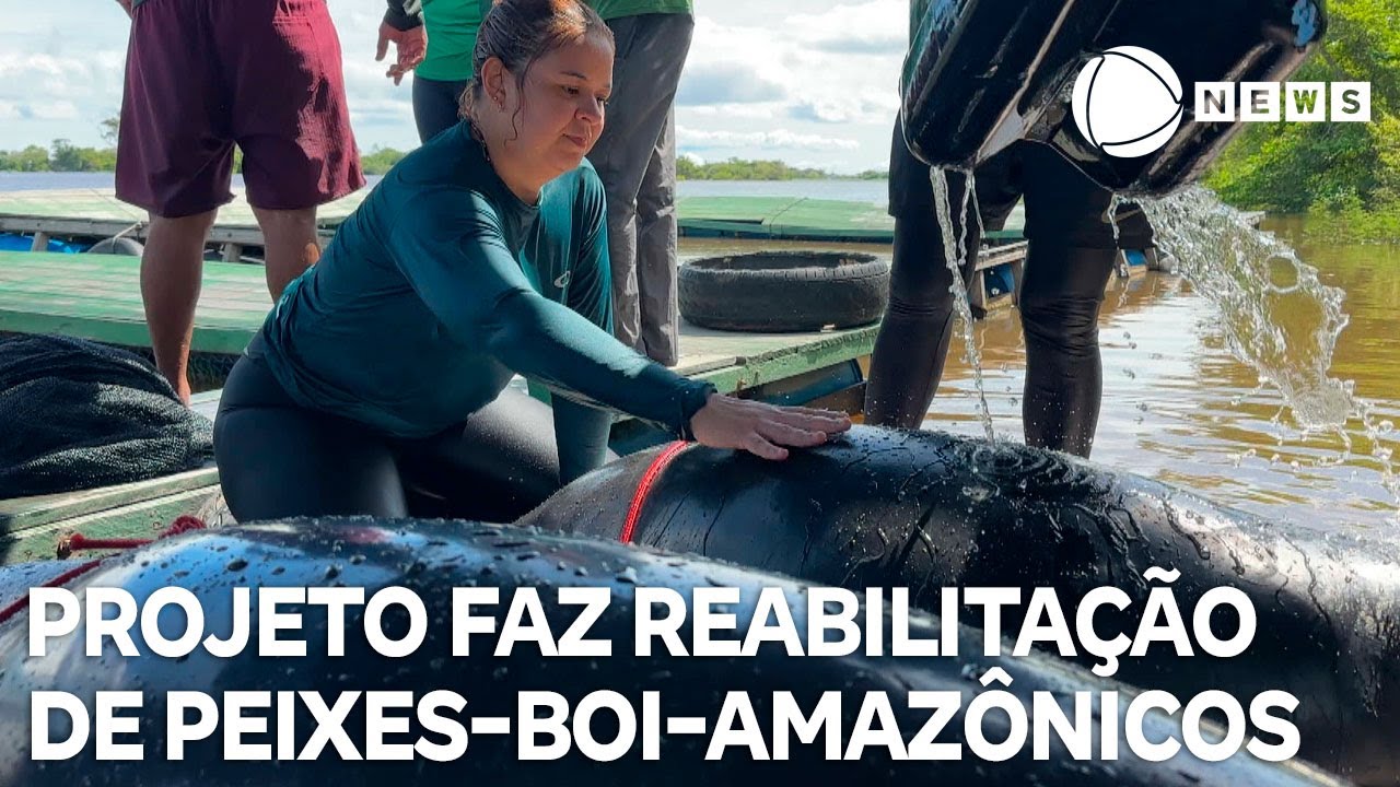Projeto faz reabilitação de peixe boi ameaçado de extinção