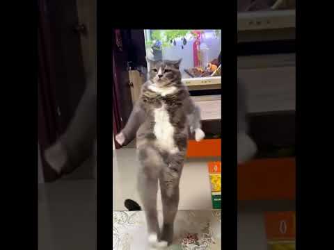 #memeclip #funnymemes #funny #dankememes #funnypictures #memehub #funnyvideo #youtubeshorts