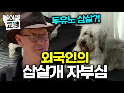"<strong>삽살개</strong> 알아요? <strong>삽살개</strong>?!" 진돗개보다 삽살개를 더 좋아하고 사랑하는 영국 남자의 <strong>삽살개</strong> 자부심ㅋㅋㅋ #몰아볼교양