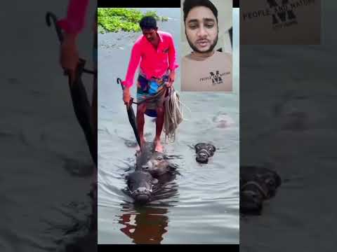 #funnyvideo #funnyshorts