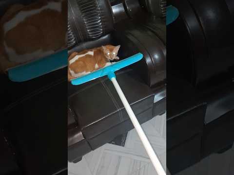 वायपर से मारा #सिम्बा को बहुत  बदमासी सीख गया रातभर  जागता है 😁😅#लाइफ #स्टाइल #cat #love #cutecat 💞💞