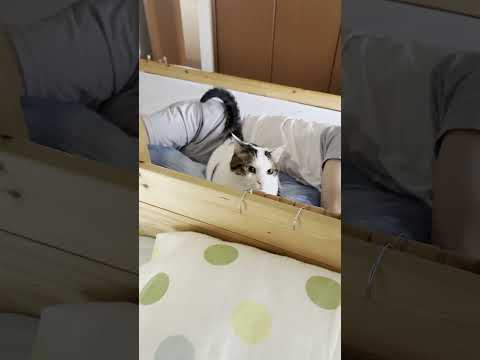 猫の動画サムネイル - おいおい冷やかしか