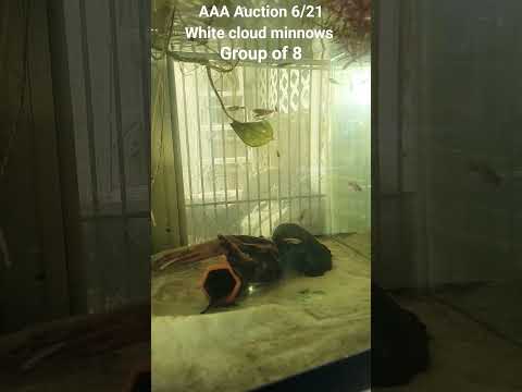6/21 AAA Auction White cloud mountain minnows 