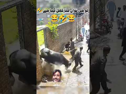 #funny video #comedy #unfrezzmyaccount #viralvideo #foryou #animals