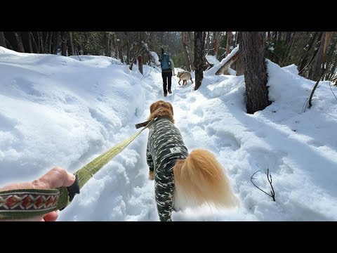 一歳児＆大型犬連れの雪山登山が過酷すぎたw