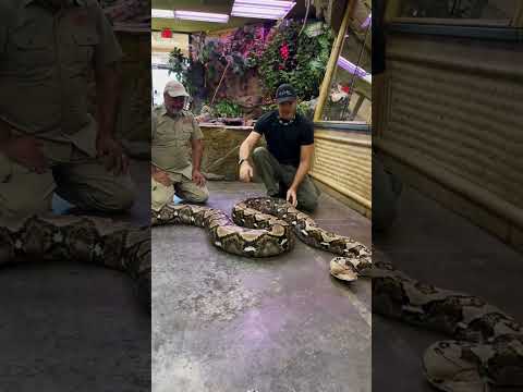 He picked up my gator!!😳 Showing Gatorboy Chris Follow Me Here!!

Meet Me Here_ https_//linktr.ee/thereptilezoo
Facebook_ https_//www.facebook.com/p