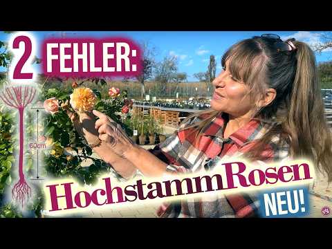 Geheimnis HochstammROSEN: wie verschönern sie Deinen Garten? (wurzelnackt per Post)