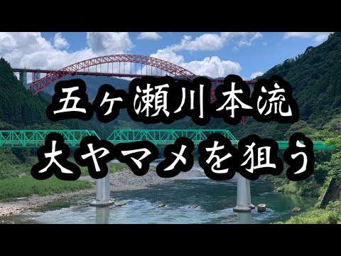 【本流】五ヶ瀬本流下流域でついに…