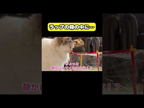 ラップの箱の中にご飯が入ってたら…#猫 #おもしろ #アテレコ #ニャンチューバーつくし