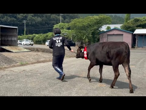 子牛を売って子牛を買ってきました【但馬家畜市場7月子牛市】