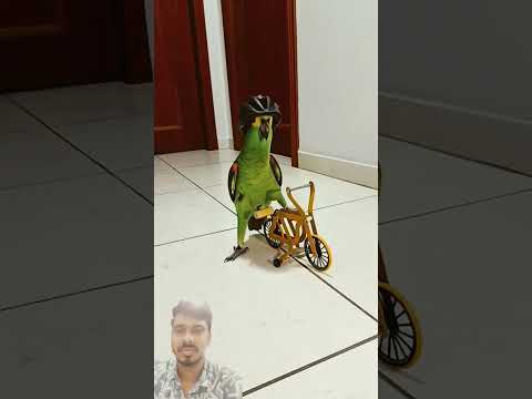 টিয়া❤️|| #parrot #birds #parrotlover #cycling #viralvideo