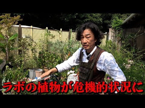【ラボ】暑すぎてこりゃだめだ【カーメン君】【カーメン君の畑】【家庭菜園】【園芸】【ガーデニング】
