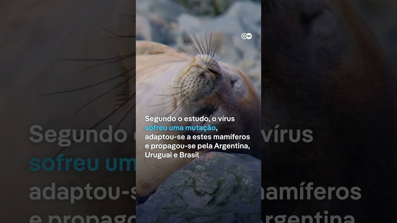 Pesquisa detecta contágio da gripe aviária entre mamíferos
