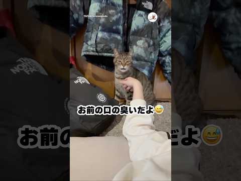 猫の動画サムネイル - 君だよ、君｜PECO