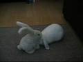 rabbit massage