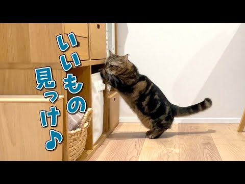 猫の動画サムネイル - 短い手を器用に使って探し物をする猫が可愛すぎました！