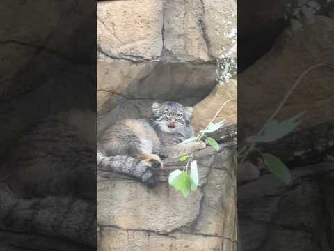 那須どうぶつ王国で見るマヌルネコのアブリコースちゃんのかわいい瞬間 サムネイル