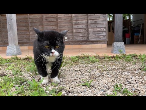 猫の誕生月なのでサプライズプレゼントをしてみた