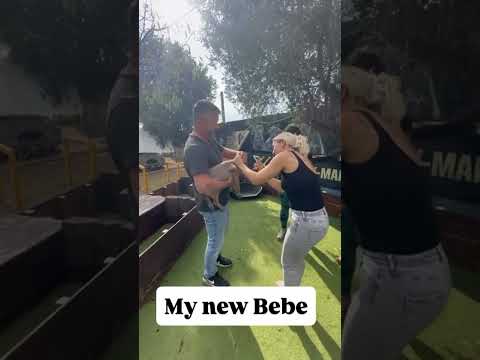 My new Bebe #bebe #canecorso