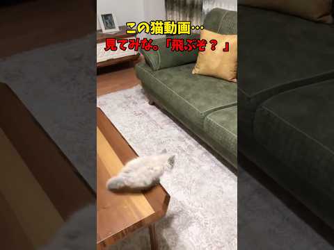癒しの猫動画集：かわいい瞬間を楽しもう サムネイル