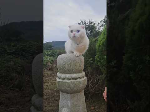 산소에서도 빛나는 너 #cat #추석 #성묘 #blue #고양이 #animals #cutecat #catlover #pets #shorts