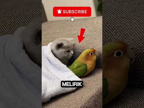 si penyayang burung #shortvideo #cat #kucing #viral #short #kucinglucu #lovebirds