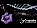 Image of the cover of the video;The Grapevine Genomics Encyclopedia (GRAPEDIA)
