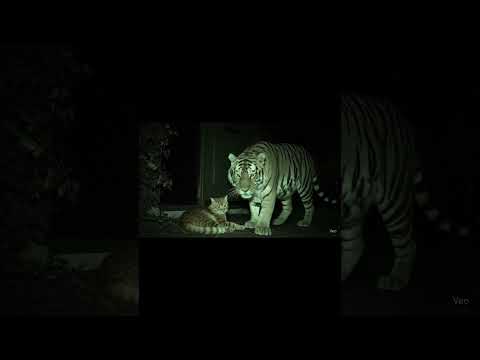 hello guys #cat #story #animals #cute