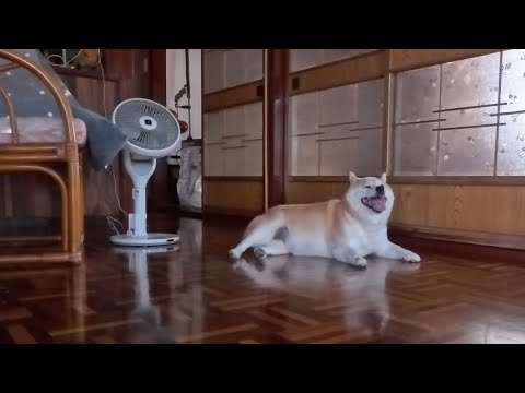 涼み柴 サムネイル