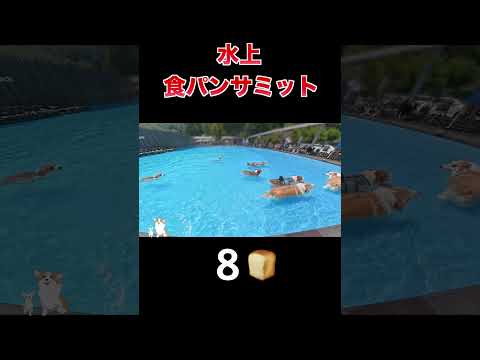 【何🍞くる？】水上食パンサミット開催 #コーギー #corgi #つーちゃん