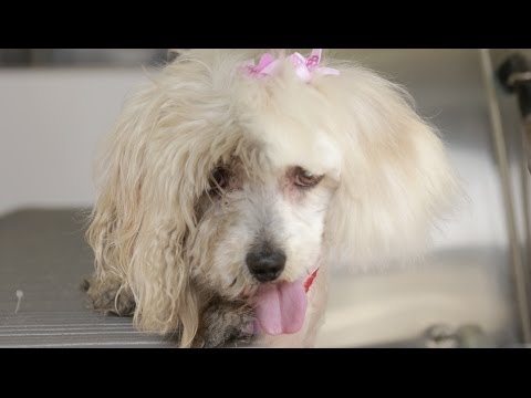 Homeless Dog Gets Makeover That Saves Her Life! - Maggie - UCPIvT-zcQl2H0vabdXJGcpg