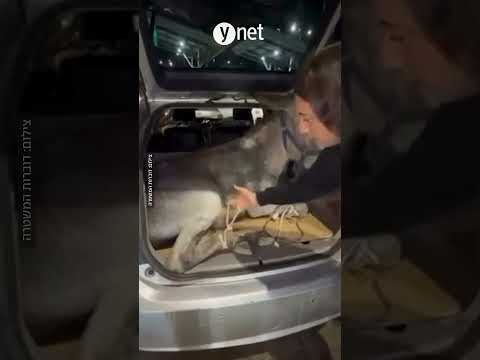 כפות בתא המטען: חמור אותר ברכב במנהרות ירושלים