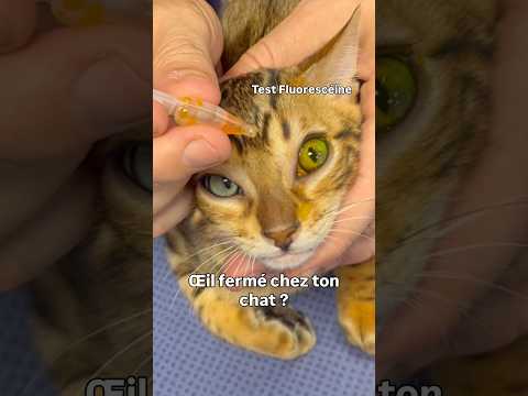 Symptôme grave chez le chat #cat #chat