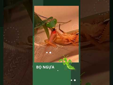 BỌ NGỰA SÁT THỦ SĂN MỒI CHỚP NHOÁNG TRONG GIỚI BÒ SÁT #mantis #animals #shorts