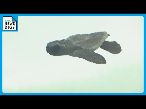 小さな足で水槽自在に　アカウミガメの赤ちゃん37匹誕生し展示始まる　名古屋港水族館
