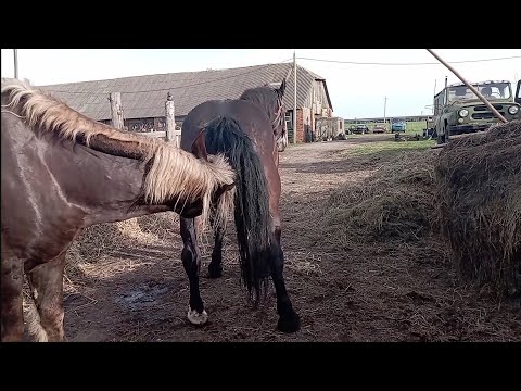 Жеребец и кобыла познакомились и не хотят расходиться