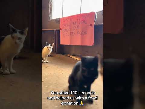 #helpmeplease #adoptstrays #usacats