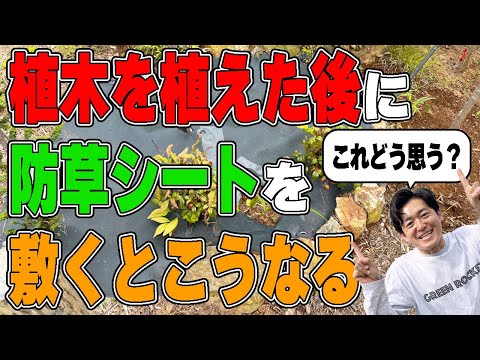 木を植えた後から防草シート敷いて、一生悩まない足元を完成させる