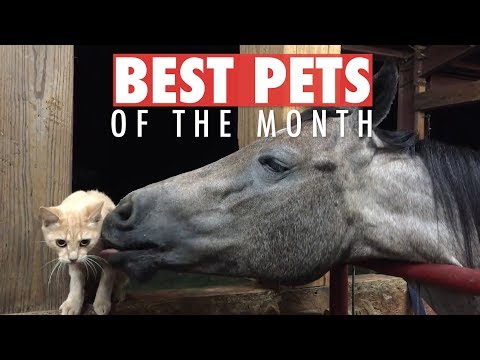 Best Pets of the Month Video Compilation | March 2018 - UCPIvT-zcQl2H0vabdXJGcpg