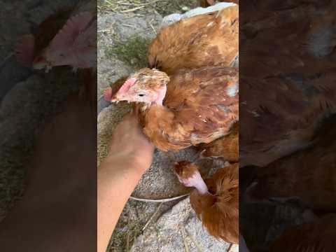 Village KFC Live” 🐔🌾🍗#foryou  #secret #lifehack #goat #funnyanimals