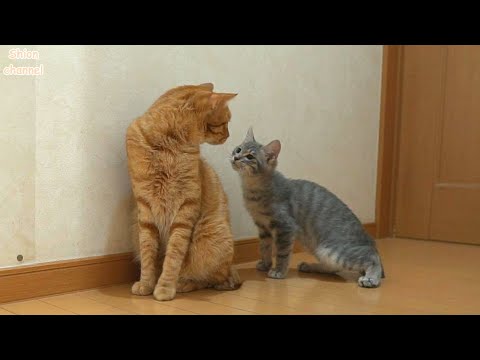 もうすぐお別れする先住猫に挨拶をする子猫たち