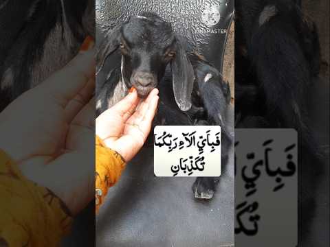 #wazifa🤲🤲 💫💫#dua #shorts #trendingshorts #viral #youtubeshorts