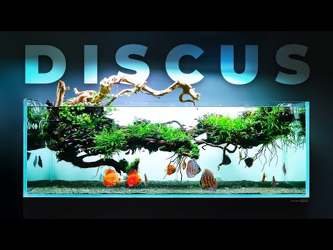 Magical DISCUS Fish Aquarium with Floating Decorat Dive into the world of aquascaping as we guide you through building a stunning 450L planted aquarium