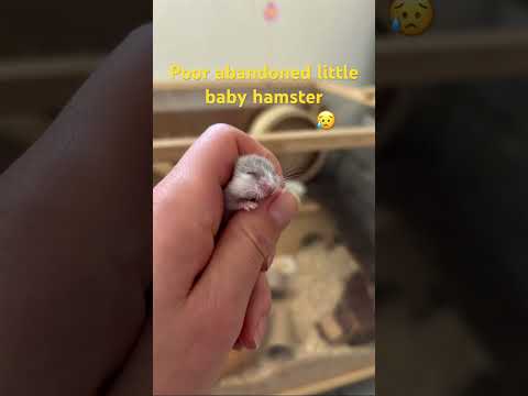 #baby #hamster #feeding #abandoned #cuteshorts
