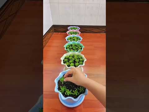 How to flowers succulents in pot so beautiful indoor plants #diy #gardenplants #plants #flowers