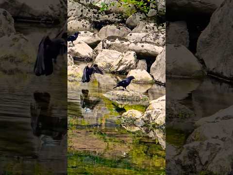 Crows in Capilano #canada #britishcolumbia #vancouver