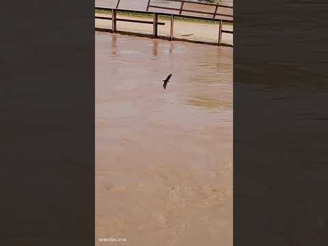 Bridge#River#Full#water#