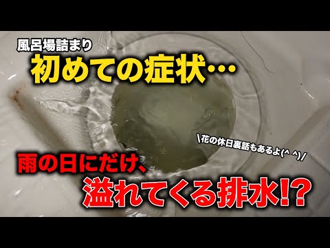 なぞなぞ！原因を解き明かせ？「雨の日に溢れてくる排水」と花が夏に釣り行った話【花のお掃除 #407】