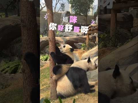 調皮🐼家姐把睡夢中的🐼盈ma嚇醒!🤣|搶食|搞搞震